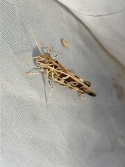Oedaleus decorus