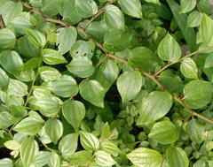 Ziziphus oenopolia