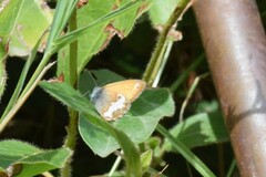 Coenonympha arcania