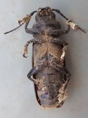 Archodontes melanopus aridus