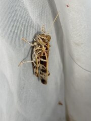 Oedaleus decorus