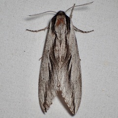 Sphinx dollii