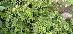 Ziziphus oenopolia