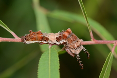 Limenitis