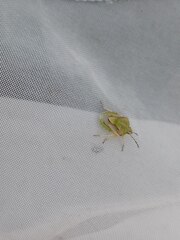 Carpocorini
