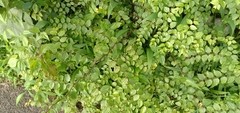 Ziziphus oenopolia