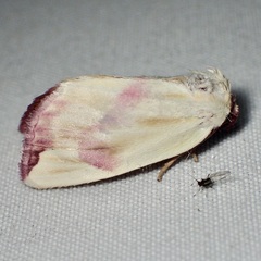 Thurberiphaga diffusa