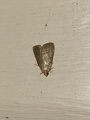 Hypsopygia nostralis