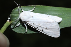 Spilosoma lubricipeda