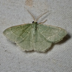 Chlorochlamys phyllinaria