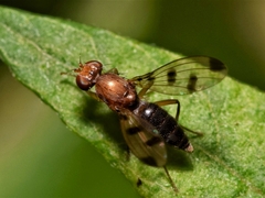 Geomyza tripunctata