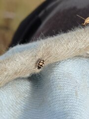 Coccinula sinuatomarginata