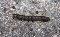 Phalera flavescens