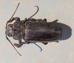 Archodontes melanopus aridus