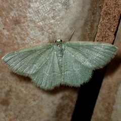 Chlorochlamys phyllinaria