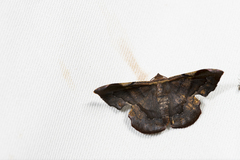 Fascellina chromataria
