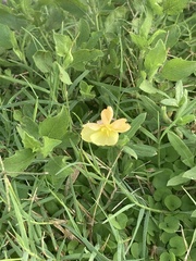 Oenothera drummondii