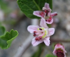 Bridgesia incisifolia