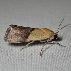 Ponometia bicolorata