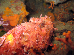 Scorpaena scrofa