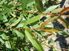 Salix triandra