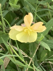 Oenothera drummondii