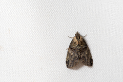 Lophoptera phaeobasis