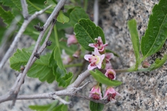 Bridgesia incisifolia