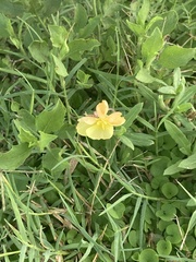 Oenothera drummondii