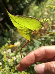Fallopia scandens