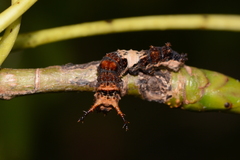Limenitis