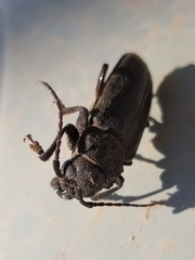 Archodontes melanopus aridus