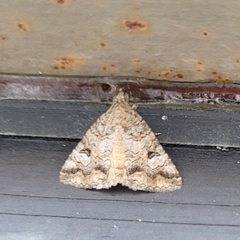 Eubolina impartialis