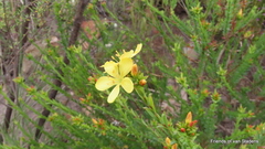 Linum africanum