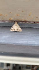 Eubolina impartialis