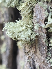 Ramalina labiosorediata