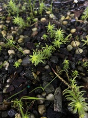 Petrosedum rupestre