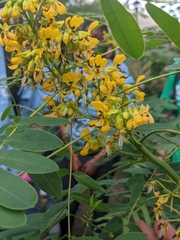Senna hebecarpa