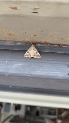 Eubolina impartialis