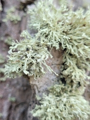 Ramalina labiosorediata