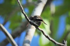 Chlorestes candida candida