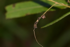 Limenitis