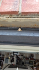 Eubolina impartialis