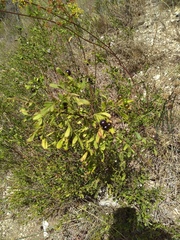 Chrysojasminum fruticans