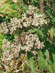 Eupatorium perfoliatum