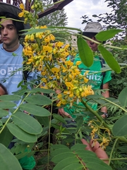 Senna hebecarpa
