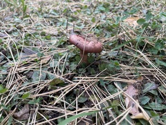 Chroogomphus rutilus