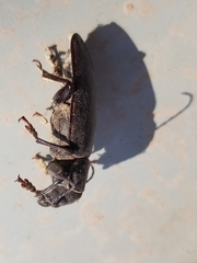 Archodontes melanopus aridus