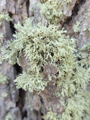 Ramalina labiosorediata