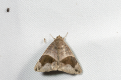 Bastilla joviana joviana
